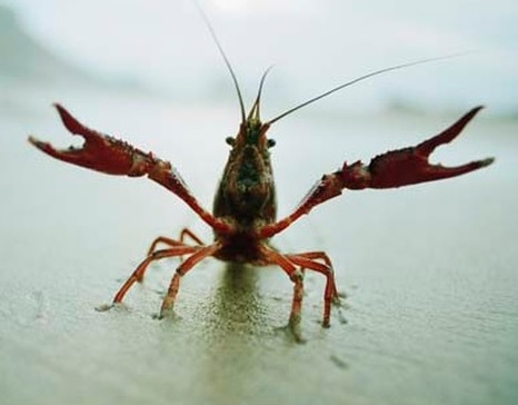 What sort of digestive system does a crayfish have?